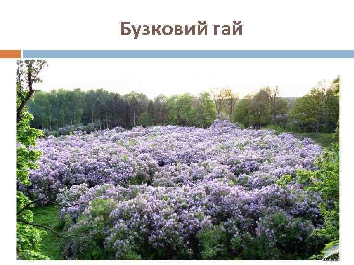 Бузковий гай 