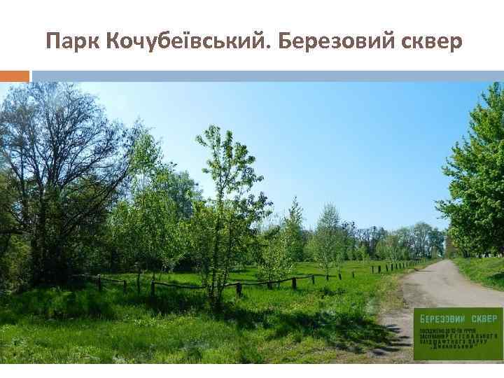 Парк Кочубеївський. Березовий сквер 