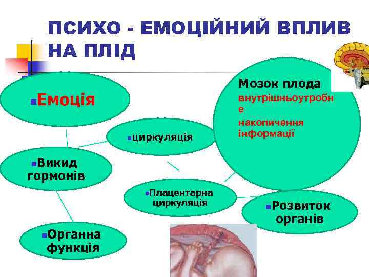 ПСИХО - ЕМОЦІЙНИЙ ВПЛИВ НА ПЛIД n Мозок плода Емоцiя n циркуляцiя внутрішньоутробн е
