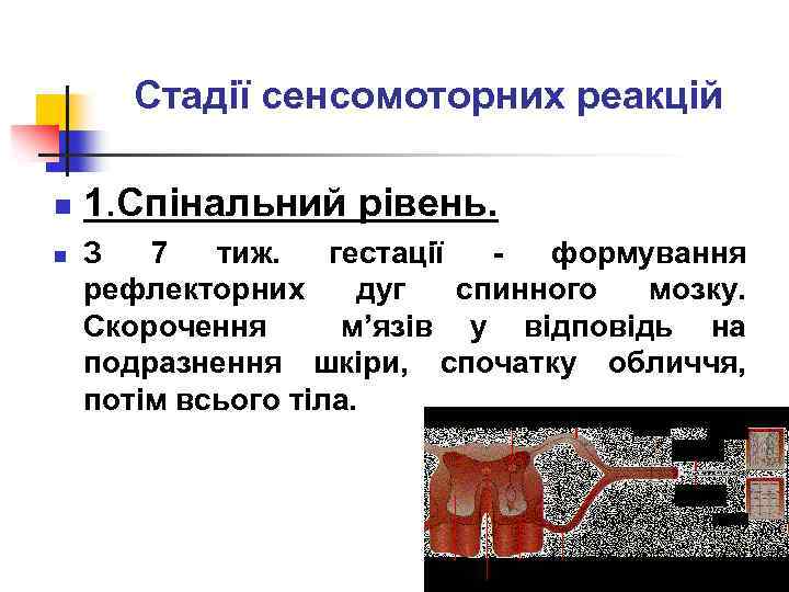 Стадії сенсомоторних реакцій n n 1. Спінальний рівень. З 7 тиж. гестації - формування