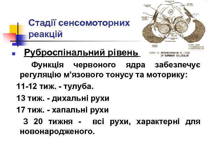 Стадії сенсомоторних реакцій Руброспінальний рівень Функція червоного ядра забезпечує регуляцію м’язового тонусу та моторику: