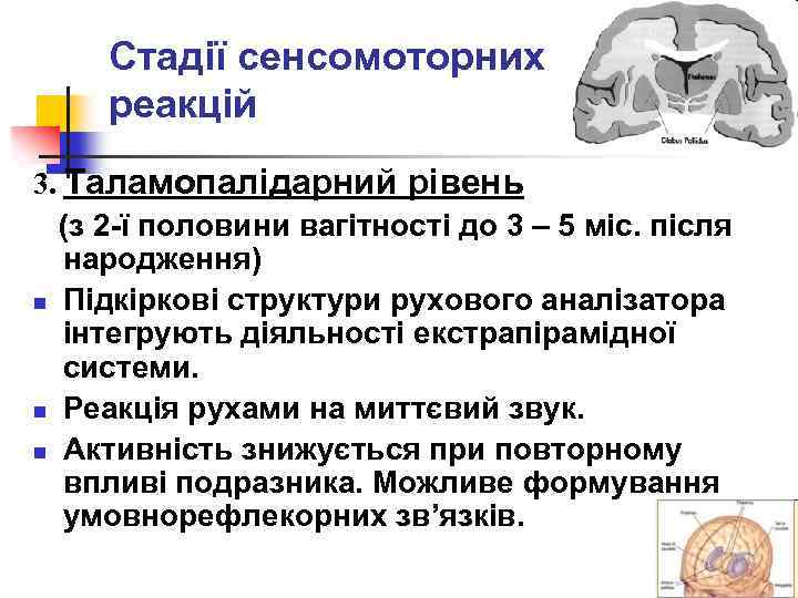 Стадії сенсомоторних реакцій 3. Таламопалідарний рівень (з 2 -ї половини вагітності до 3 –