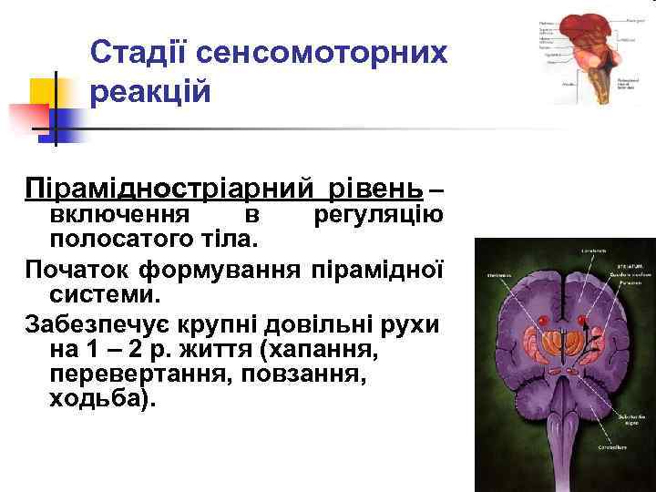 Стадії сенсомоторних реакцій Пірамідностріарний рівень – включення в регуляцію полосатого тіла. Початок формування пірамідної