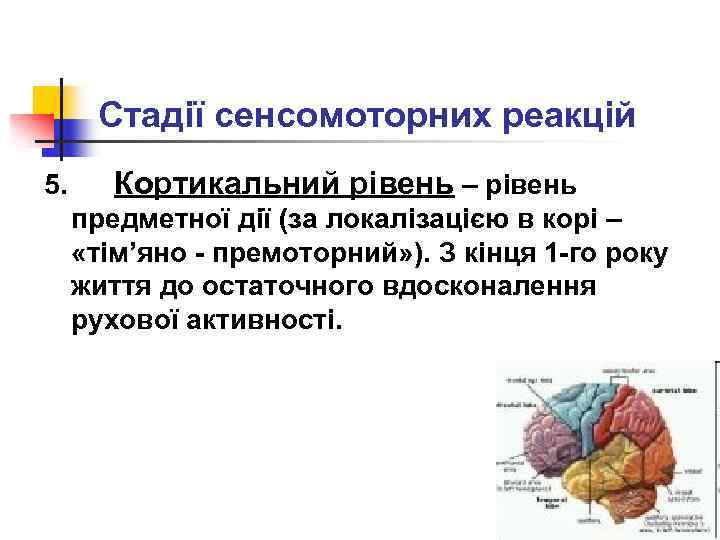 Стадії сенсомоторних реакцій 5. Кортикальний рівень – рівень предметної дії (за локалізацією в корі