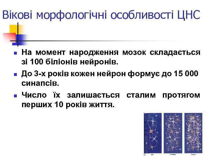 Вікові морфологічні особливості ЦНС n n n На момент народження мозок складається зі 100