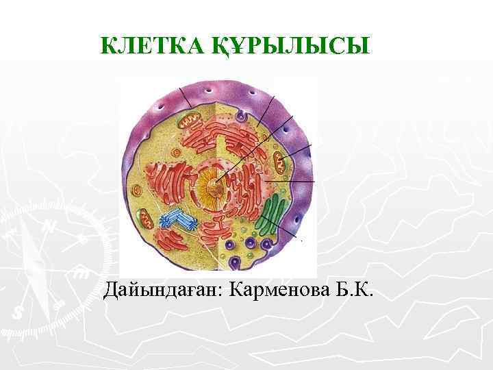 КЛЕТКА ҚҰРЫЛЫСЫ Дайындаған: Карменова Б. К. 