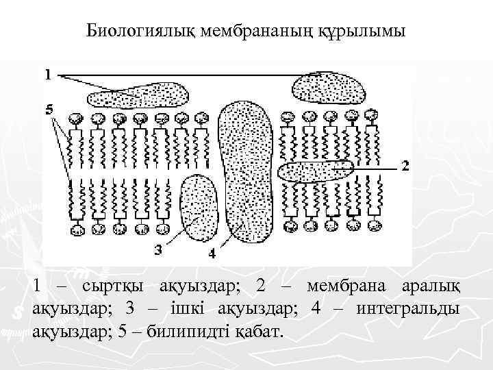 Биологиялық мембрананың құрылымы 1 – сыртқы ақуыздар; 2 – мембрана аралық ақуыздар; 3 –