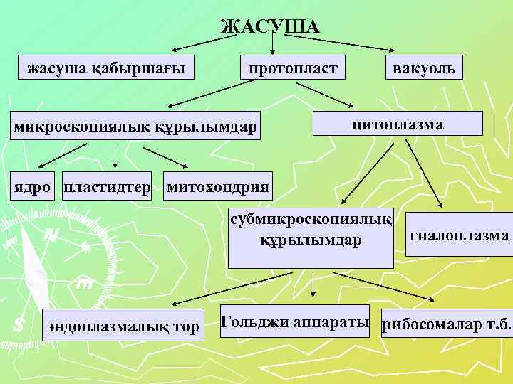 ЖАСУША жасуша қабыршағы протопласт микроскопиялық құрылымдар вакуоль цитоплазма ядро пластидтер митохондрия субмикроскопиялық құрылымдар эндоплазмалық