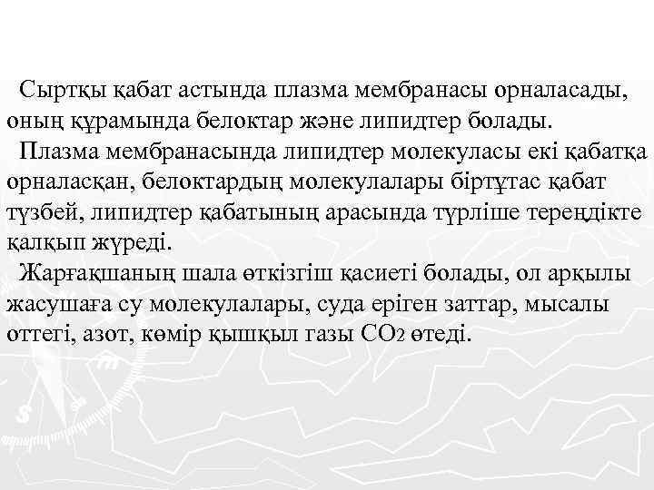 Сыртқы қабат астында плазма мембранасы орналасады, оның құрамында белоктар және липидтер болады. Плазма мембранасында