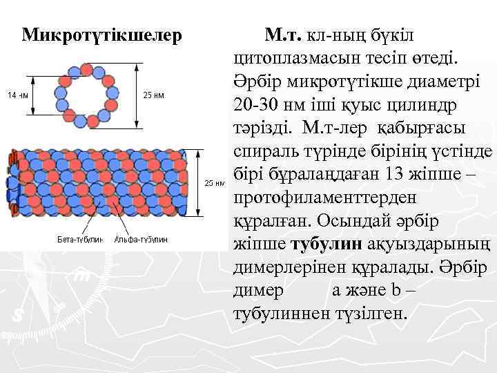 Микротүтікшелер М. т. кл-ның бүкіл цитоплазмасын тесіп өтеді. Әрбір микротүтікше диаметрі 20 -30 нм