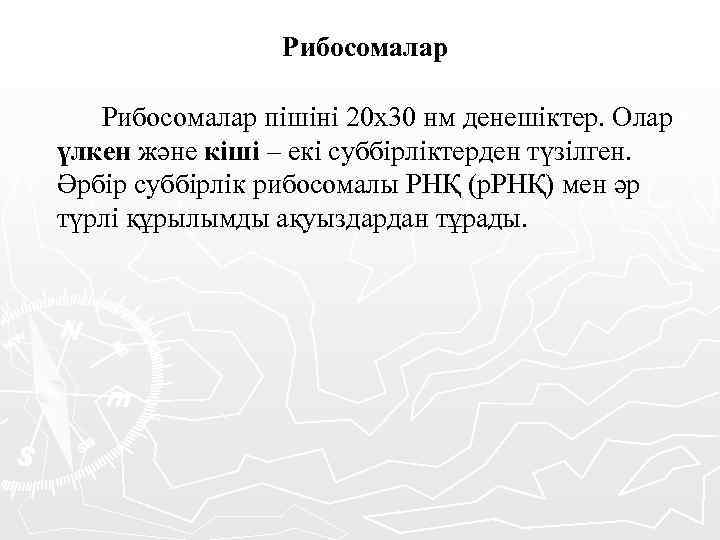 Рибосомалар пішіні 20 х30 нм денешіктер. Олар үлкен және кіші – екі суббірліктерден