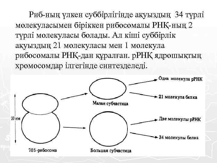 Риб-ның үлкен суббірлігінде ақуыздың 34 түрлі молекуласымен біріккен рибосомалы РНҚ-ның 2 түрлі молекуласы болады.