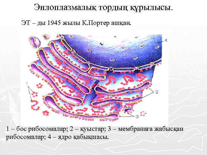 Жасушаның құрылысы фото