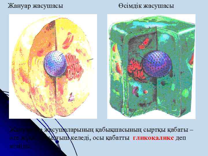 Автомобиль құрылысы кітап