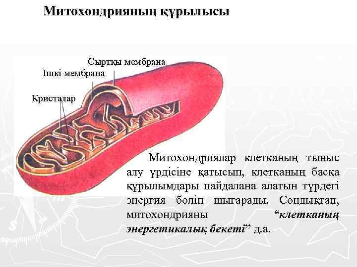 Митохондрияның құрылысы Сыртқы мембрана Ішкі мембрана Кристалар Митохондриялар клетканың тыныс алу үрдісіне қатысып, клетканың