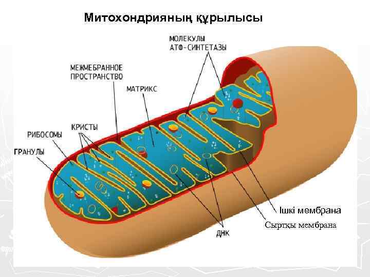 Митохондрияның құрылысы Ішкі мембрана Сыртқы мембрана 