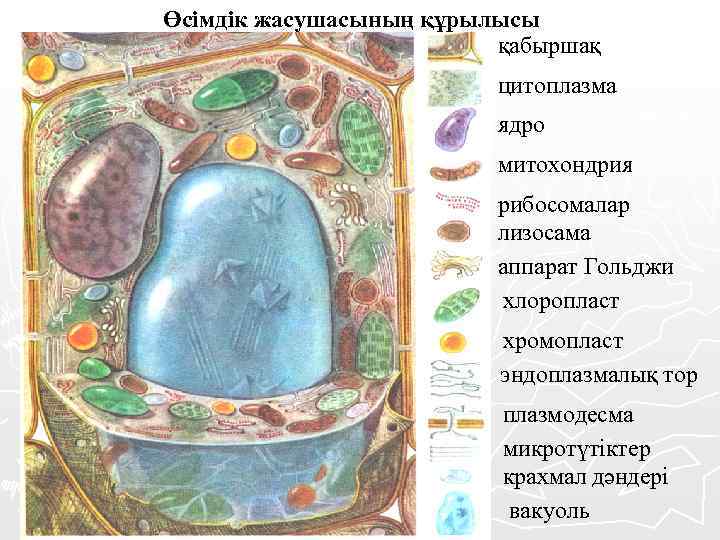 Как называют изображенную на рисунке клеточную структуру