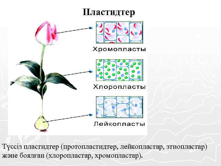  Пластидтер Түссіз пластидтер (протопластидтер, лейкопластар, этиопластар) және боялған (хлоропластар, хромопластар). 