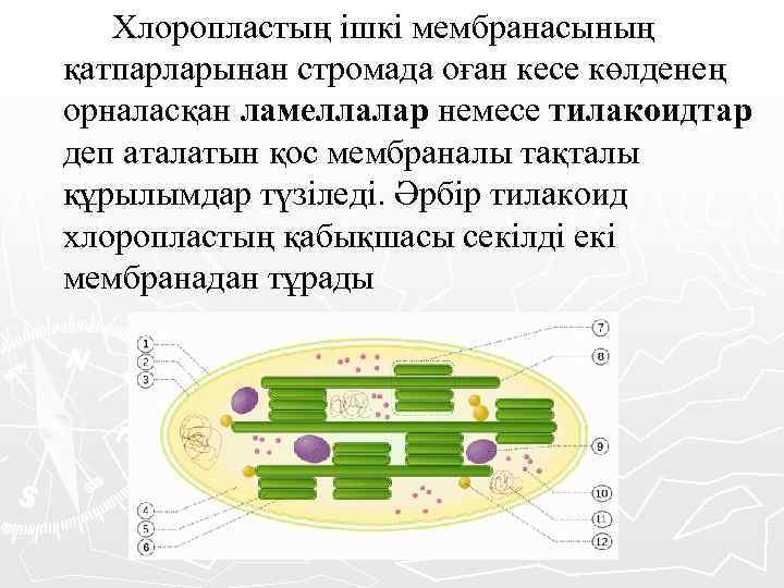 Хлоропластың ішкі мембранасының қатпарларынан стромада оған кесе көлденең орналасқан ламеллалар немесе тилакоидтар деп аталатын