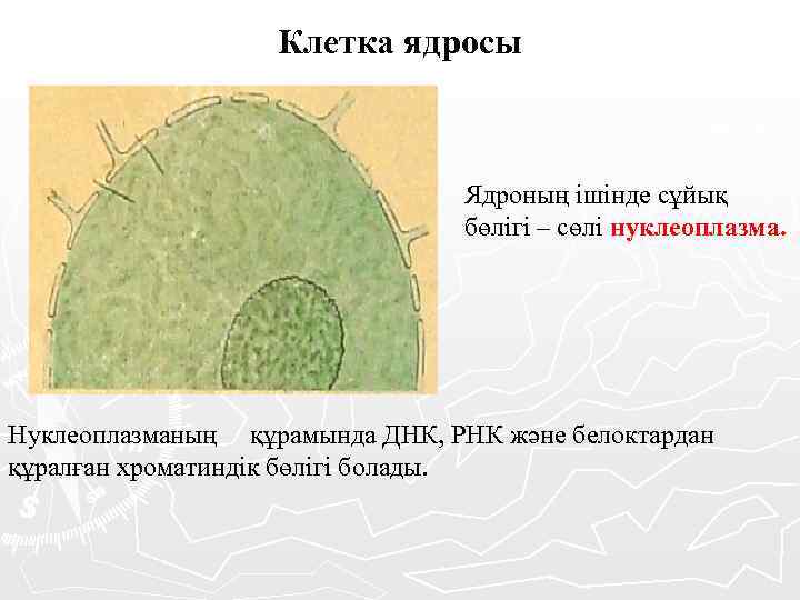 Клетка ядросы Ядроның ішінде сұйық бөлігі – сөлі нуклеоплазма. Нуклеоплазманың құрамында ДНК, РНК және