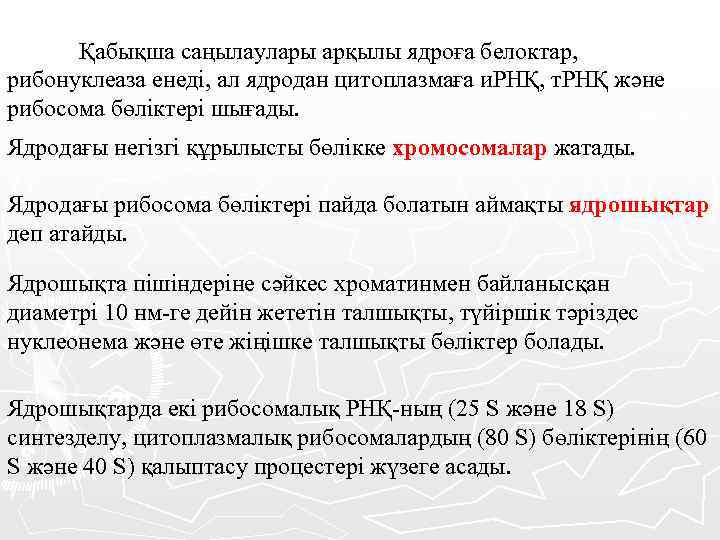 Қабықша саңылаулары арқылы ядроға белоктар, рибонуклеаза енеді, ал ядродан цитоплазмаға и. РНҚ, т. РНҚ