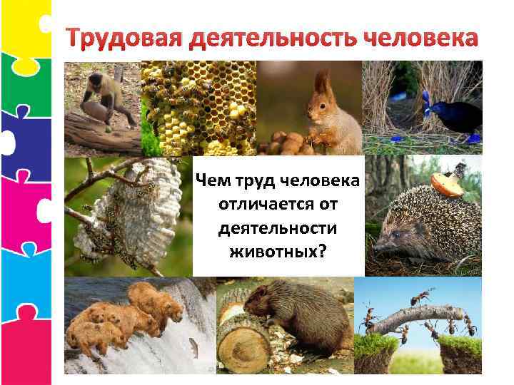 Трудовая деятельность человека Чем труд человека отличается от деятельности животных? 