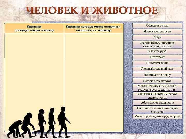 Проект теории происхождения человека