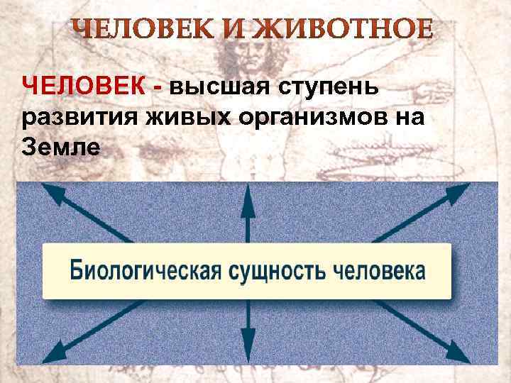 ЧЕЛОВЕК - высшая ступень развития живых организмов на Земле 