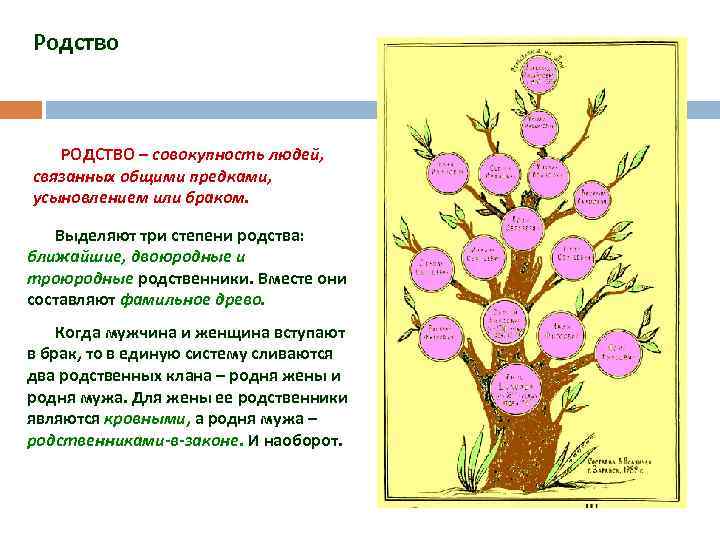 Родство РОДСТВО – совокупность людей, связанных общими предками, усыновлением или браком. Выделяют три степени