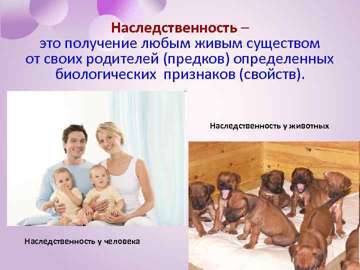 Наследственность – это получение любым живым существом от своих родителей (предков) определенных биологических признаков