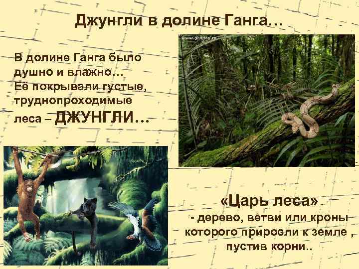 Джунгли в долине Ганга… В долине Ганга было душно и влажно… Её покрывали густые,