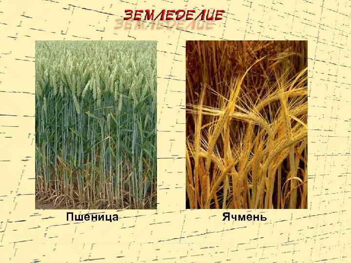 Пшеница Ячмень 