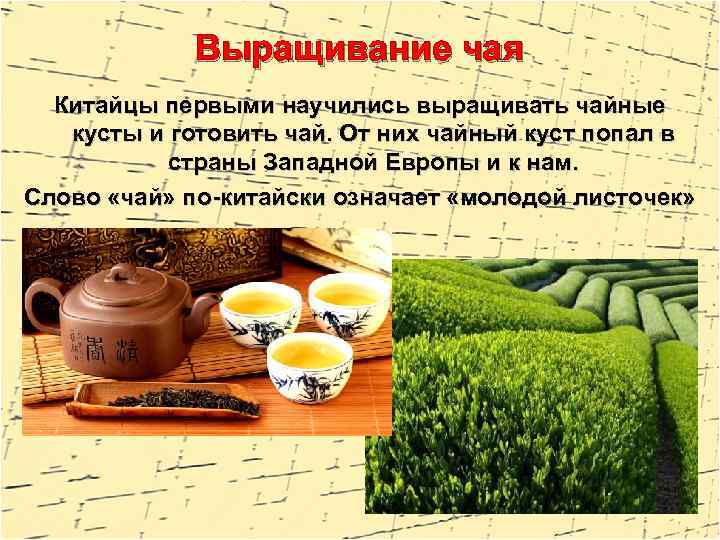 Выращивание чая Китайцы первыми научились выращивать чайные кусты и готовить чай. От них чайный