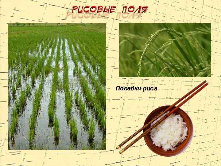 Посадки риса 