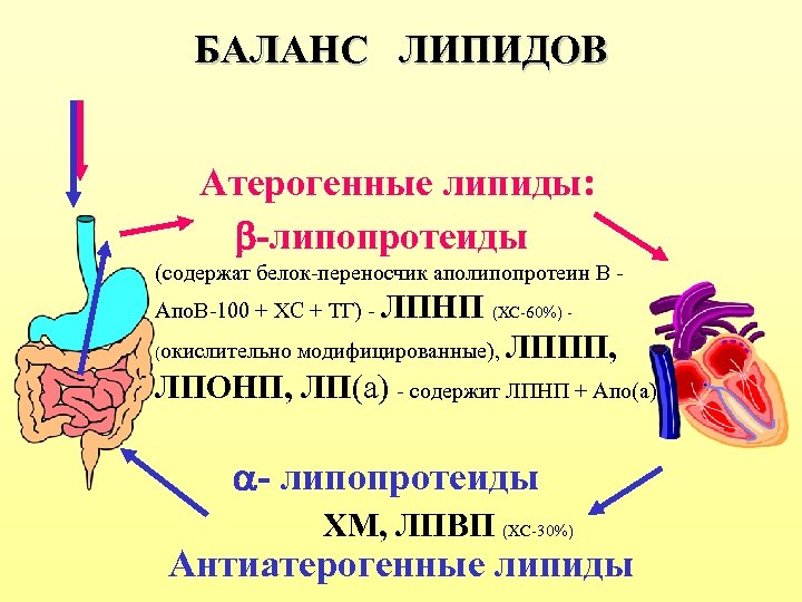БАЛАНС ЛИПИДОВ Атерогенные липиды: -липопротеиды (содержат белок-переносчик аполипопротеин В Апо. В-100 + ХС +
