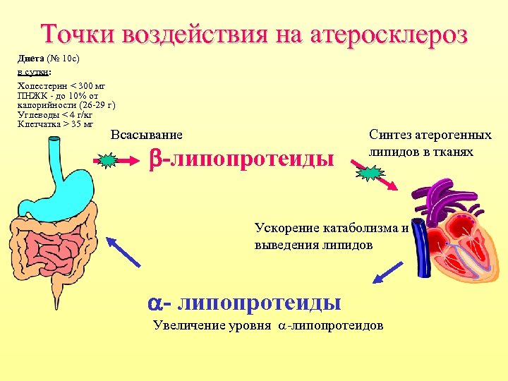 Точки воздействия на атеросклероз Диета (№ 10 с) в сутки: Холестерин < 300 мг