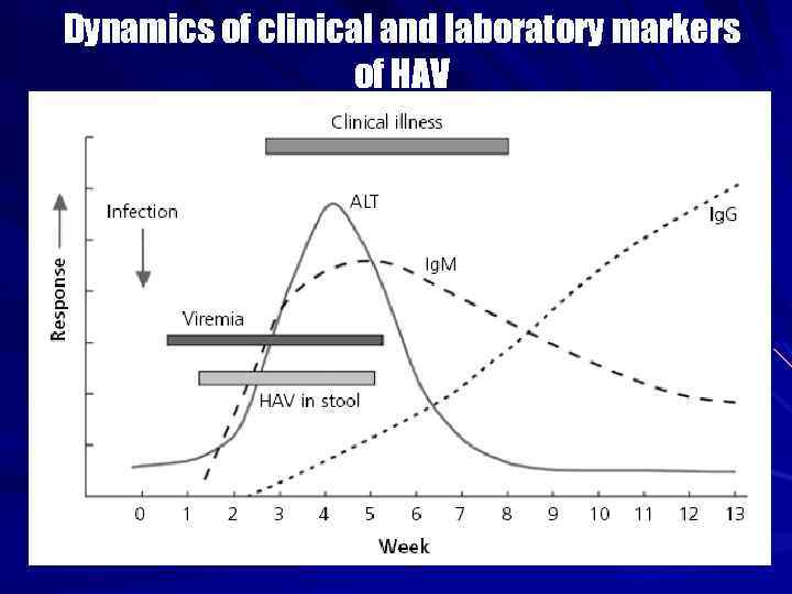 Dynamics of clinical and laboratory markers of HAV 