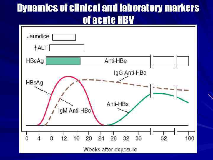 Dynamics of clinical and laboratory markers of acute HBV 