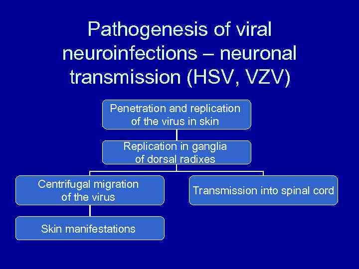 Pathogenesis of viral neuroinfections – neuronal transmission (HSV, VZV) Penetration and replication of the