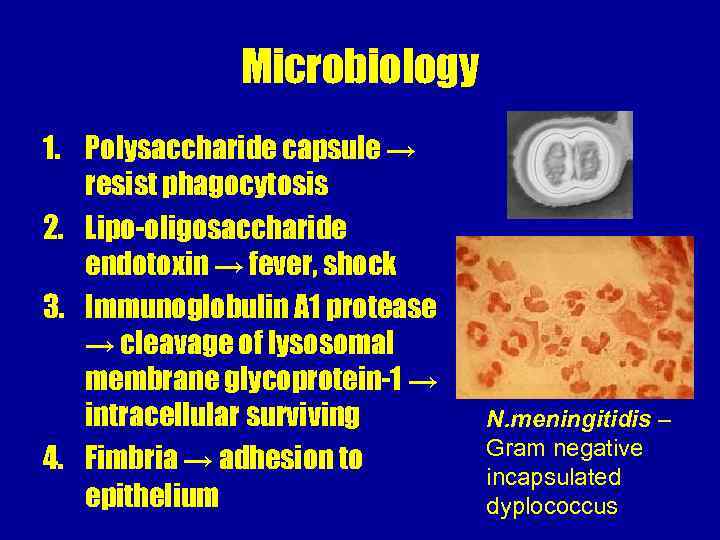 Microbiology 1. Polysaccharide capsule → resist phagocytosis 2. Lipo-oligosaccharide endotoxin → fever, shock 3.