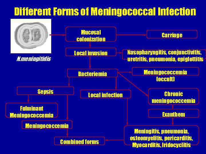 Different Forms of Meningococcal Infection Mucosal colonization Carriage Local invasion Bacteriemia N. meningitidis Sepsis