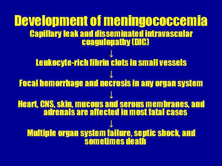 Development of meningococcemia Capillary leak and disseminated intravascular coagulopathy (DIC) ↓ Leukocyte-rich fibrin clots