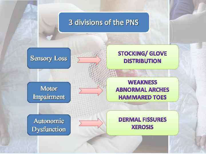 3 divisions of the PNS Sensory Loss Motor Impairment Autonomic Dysfunction 