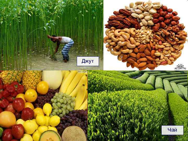 Джут Чай 