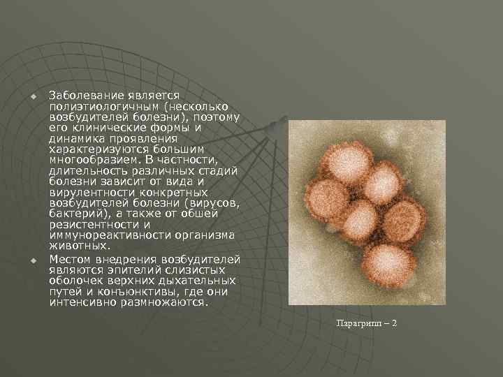 u u Заболевание является полиэтиологичным (несколько возбудителей болезни), поэтому его клинические формы и динамика