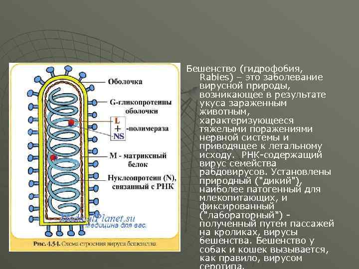 Бешенство (гидрофобия, Rabies) – это заболевание вирусной природы, возникающее в результате укуса зараженным животным,