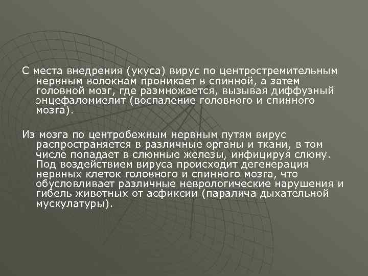 С места внедрения (укуса) вирус по центростремительным нервным волокнам проникает в спинной, а затем