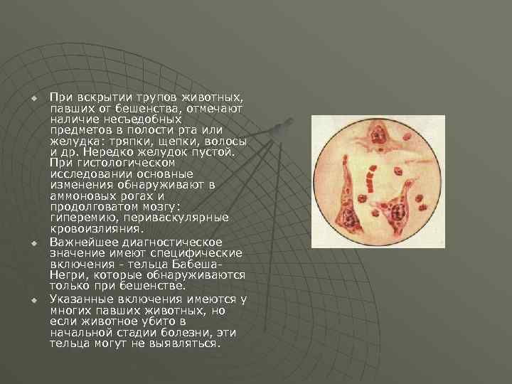 u u u При вскрытии трупов животных, павших от бешенства, отмечают наличие несъедобных предметов