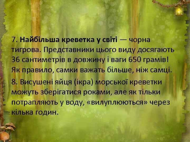 7. Найбільша креветка у світі — чорна тигрова. Представники цього виду досягають 36 сантиметрів