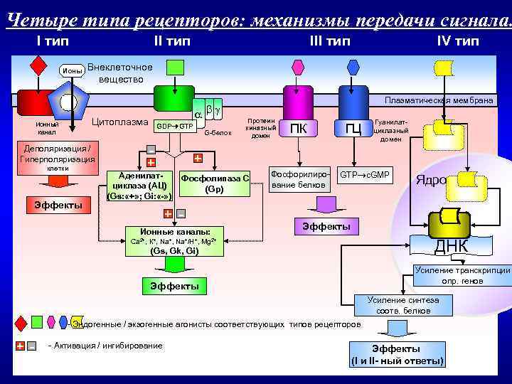 Четыре типа рецепторов: механизмы передачи сигнала. I тип Ионы II тип Деполяризация / Гиперполяризация